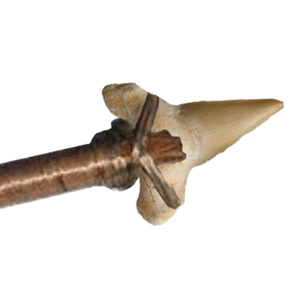 Фосил зъб от акула Shark Tooth Fossil 3