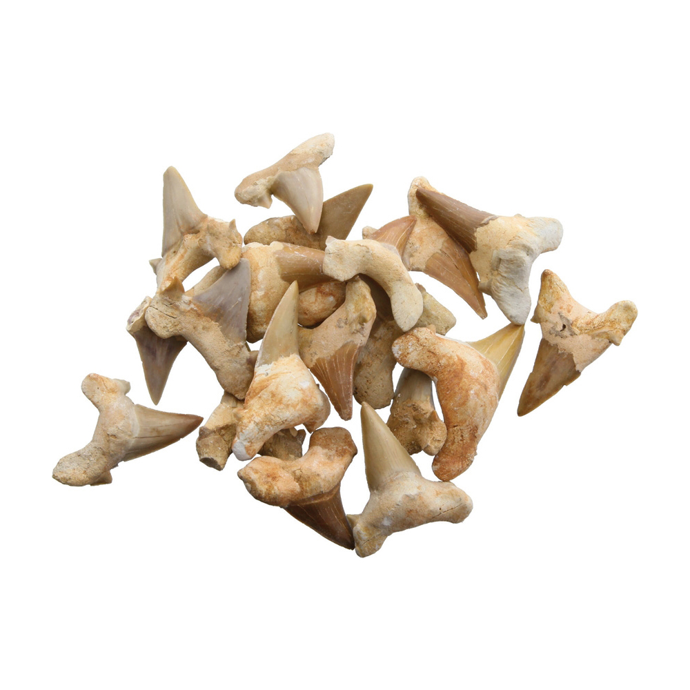 Фосил зъб от акула Shark Tooth Fossil 2