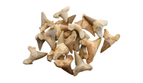 Фосил зъб от акула Shark Tooth Fossil