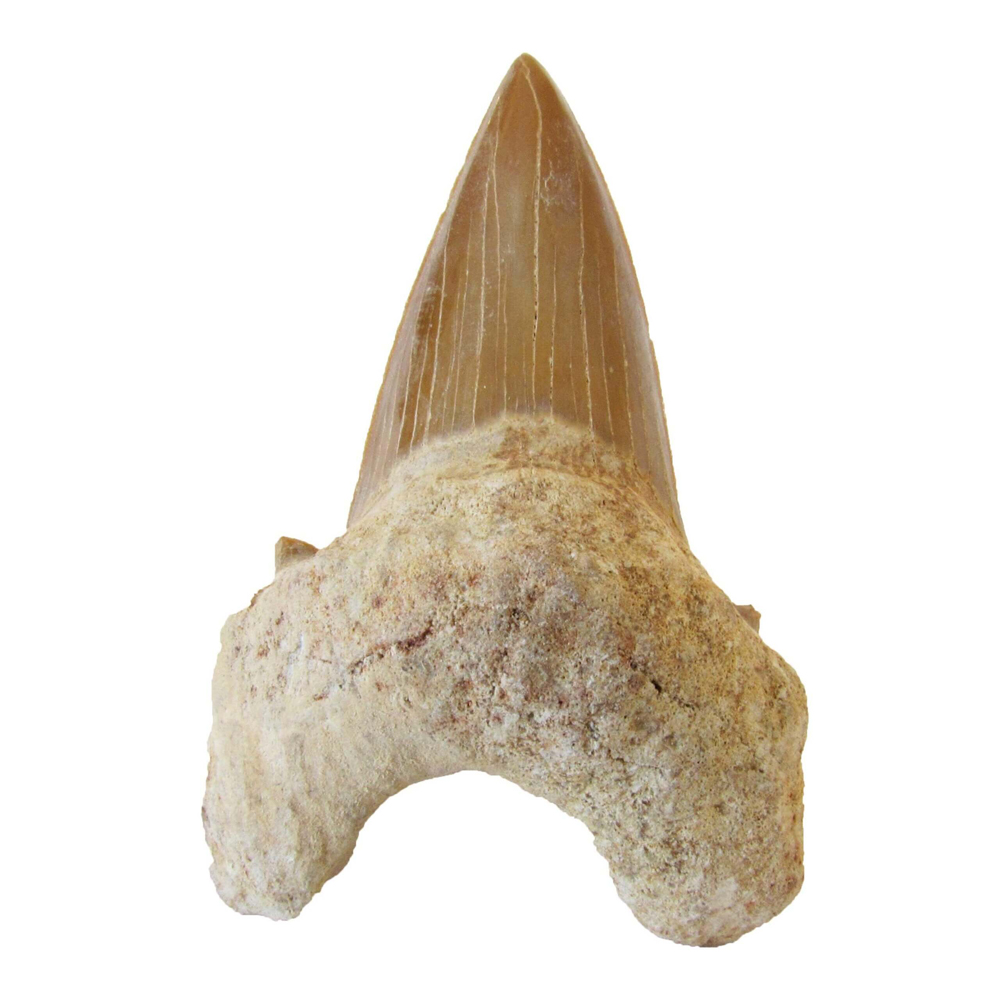 Фосил зъб от акула Shark Tooth Fossil 1